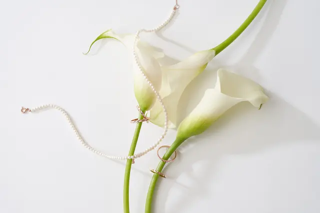 칼라 꽃 정물 사진